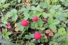 Fragaria nubicola